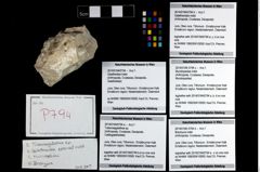 Foto (Objekt + Etikett) von Galatheoidea indet.  (NHMW-GEO-2014-0194-0794b)